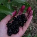 Blackberry