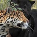 `☀🐆`　amur　wildlife　sanctuary