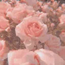/blossom