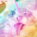 ୨ৎ world of catz ୨ৎ