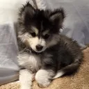 play pen (NYC BASED) 🦴🐾