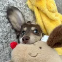 ᭥ ᱹ   ʾʿ   ⬞   silly sausages  ‿ ࣪・ ꒱ |