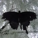 /butterflys