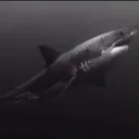 𝔟𝔦𝔤 𝔰𝔥𝔞𝔯𝔨𝔰