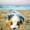 barkathon
