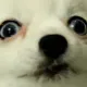 YO! Videogames!