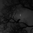 🌒 🦇Raven’s Eclipse🦇🌘