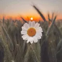 Rising Dawn