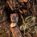 Rat Den