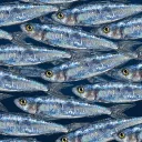 sardine tin