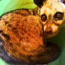 Orange Civet