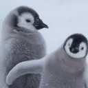 𝙍𝙚𝙣𝙨 𝙗𝙖𝙡𝙡𝙨 | 𝙋𝙚𝙣𝙜𝙪𝙞𝙣 𝙎𝙚𝙧𝙫𝙚𝙧🐧