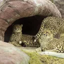 Cheetah's den