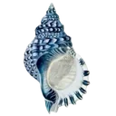 𝘚𝘌𝘛𝘛𝘐𝘕𝘎 𝘚𝘜𝘕   ⨾   𝙎𝙏𝙐𝘿𝙔𝙄𝙉𝙂 𝙎𝙀𝘼