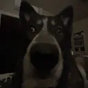Books & Paws Clerb