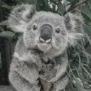 ʕ•ᴥ•ʔ Koala Korner