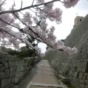 /tree
