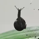 Snail Server