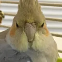 Looking !!