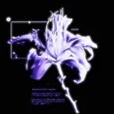 𝑽𝒊𝒐𝒍𝒆𝒕 𝑯𝒖𝒔𝒉.ೃ࿔