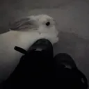ᴸᵘᶜⁱᵈ