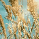 Wheat field | literature | poetry | art | ENG | POL