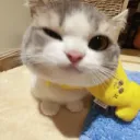 Poor Pit