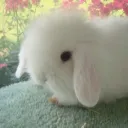 𝒴ume 𝓕luff