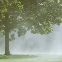 rainfall