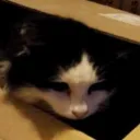 The Cat Collective
