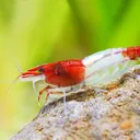 Shrimp fan club
