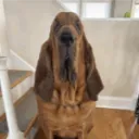 Dog Server