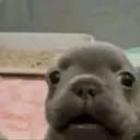 Pibbleverse
