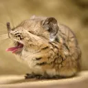 Shrew discord icon