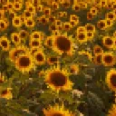 🌻 Evergreen (16+)