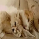 Flauftopia