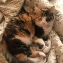 cozy catz café !