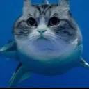 /sharky