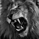 「WILDVEIL」 discord icon
