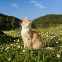 ( UNOFFICIAL ❗) Warrior Cats Society