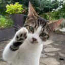 Le culte du Chat