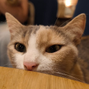 Le culte du Chat