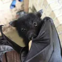 Bat Sanctuary Gateway discord icon