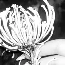 𝙅𝙪𝙨𝙩 𝙗𝙤𝙣𝙚𝙨 ༘・☠ ⋆ ˚｡'s icon