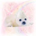 ₍₋︨︡ₒ₋︧︠₎ ༷ 𝑓𝑜𝑞uitas /foca ׂ﹒♡
