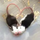 Server icon for THE RAT DEN