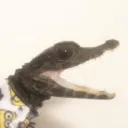 Meme Dream