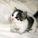 ねみのねこざる解剖サーバー