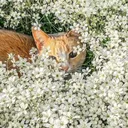 Warrior Cats: In Full Bloom