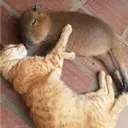 🐈 + capybara